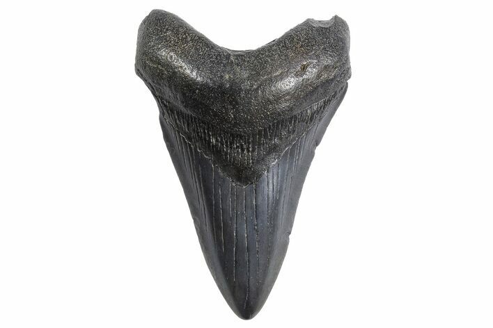 Fossil Megalodon Tooth - South Carolina #299642